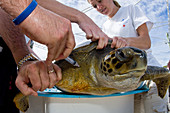 Green Sea Turtle Rehab