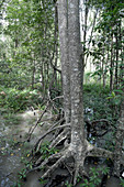 Mangrove with Stilt Roots