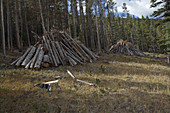 Pine Bark Beetle Destruction