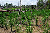 Swidden agriculture,Indonesia