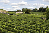 St Emilion Vineyards,France