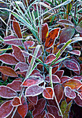 Frost on Blueberry Leaves