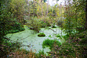 Urban Wetland Preserve,Portland,OR