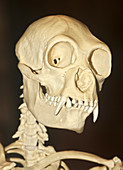 Gibbon skull (Hylobates lar),SE Asia