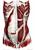 Abdominal muscles,19th C illustration