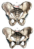 Pelvis anatomy,19th Century illustration