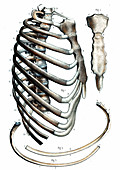 Rib cage anatomy,19th C illustration