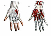 Human hand,19th Century illustration
