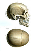 Human skull,19th Century illustration