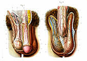 Male genitals,19th Century illustration
