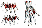 Hand muscles,19th Century illustration
