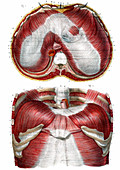 Diaphragm anatomy,19th C illustration