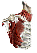 Chest and shoulder muscles,illustration