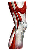 Leg and knee muscles,19th C illustration