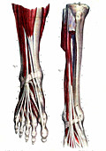 Leg and foot muscles,19th C illustration