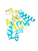 Chalcone-flavanone enzyme complex