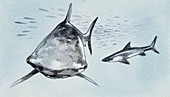 Squalicorax,ancient shark,illustration