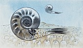 Reconstruction of ammonite,illustration
