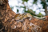 Baby Indian palm squirrel