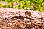 Indian palm squirrels foraging