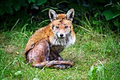 Red fox with mange