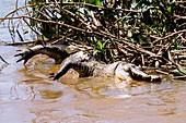 Yacare caiman,Pantanal,Brazil