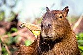 Capybara and cattle tyrant