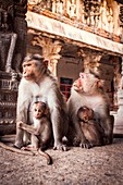Bonnet macaques and young