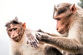Bonnet macaques