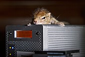 Baby Indian palm squirrel