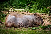 Capybara with skin condition
