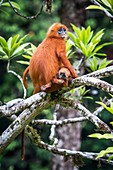 Red leaf monkeys