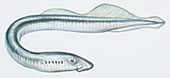 European river lamprey,illustration