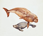 Sea cow and a dugong,illustration