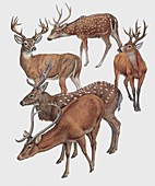 Five cervidae mammals,illustration