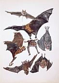 Animals of the bat family,illustration