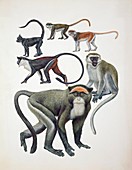 Old World monkeys,illustration