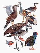 Gruiformes birds,illustration