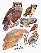 Owls,illustration