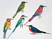 Five birds,illustration