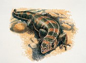 Close-up of a lizard,illustration