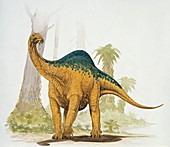 Melanosaurus eating leaves,illustration