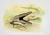 Nothosaurus hunting fish,illustration