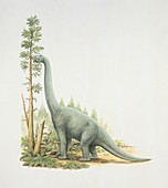 Lapparentosaurus,illustration