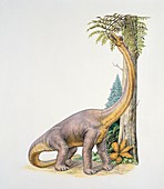 Bothriospondylus,illustration