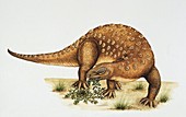 Minmi dinosaur,illustration