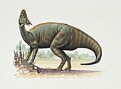 Jaxartosaurus dinosaur,illustration