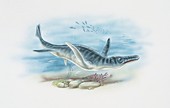 Liopleurodon swimming,illustration