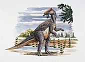 Brachylophosaurus dinosaur,illustration