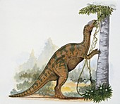 Hadrosaurus dinosaur,illustration